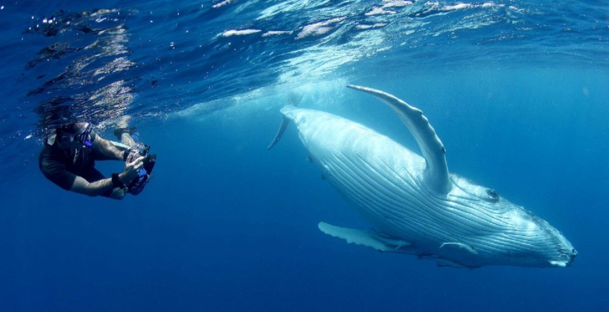 Gli scienziati pensano di poter riuscire presto a parlare con le balene