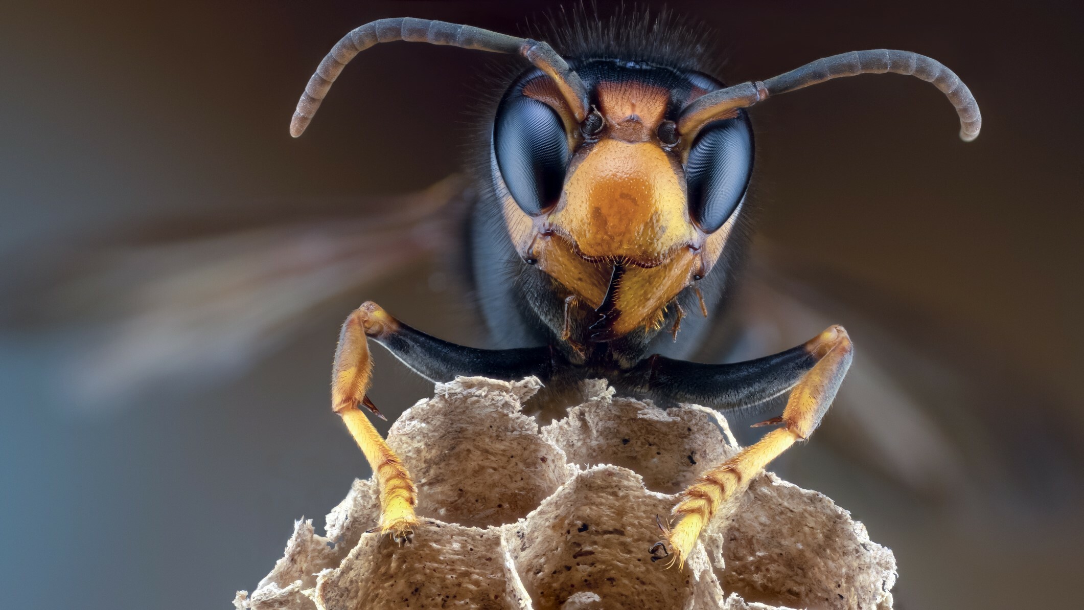 Le api strillano angosciate quando attaccate dai calabroni, lo studio