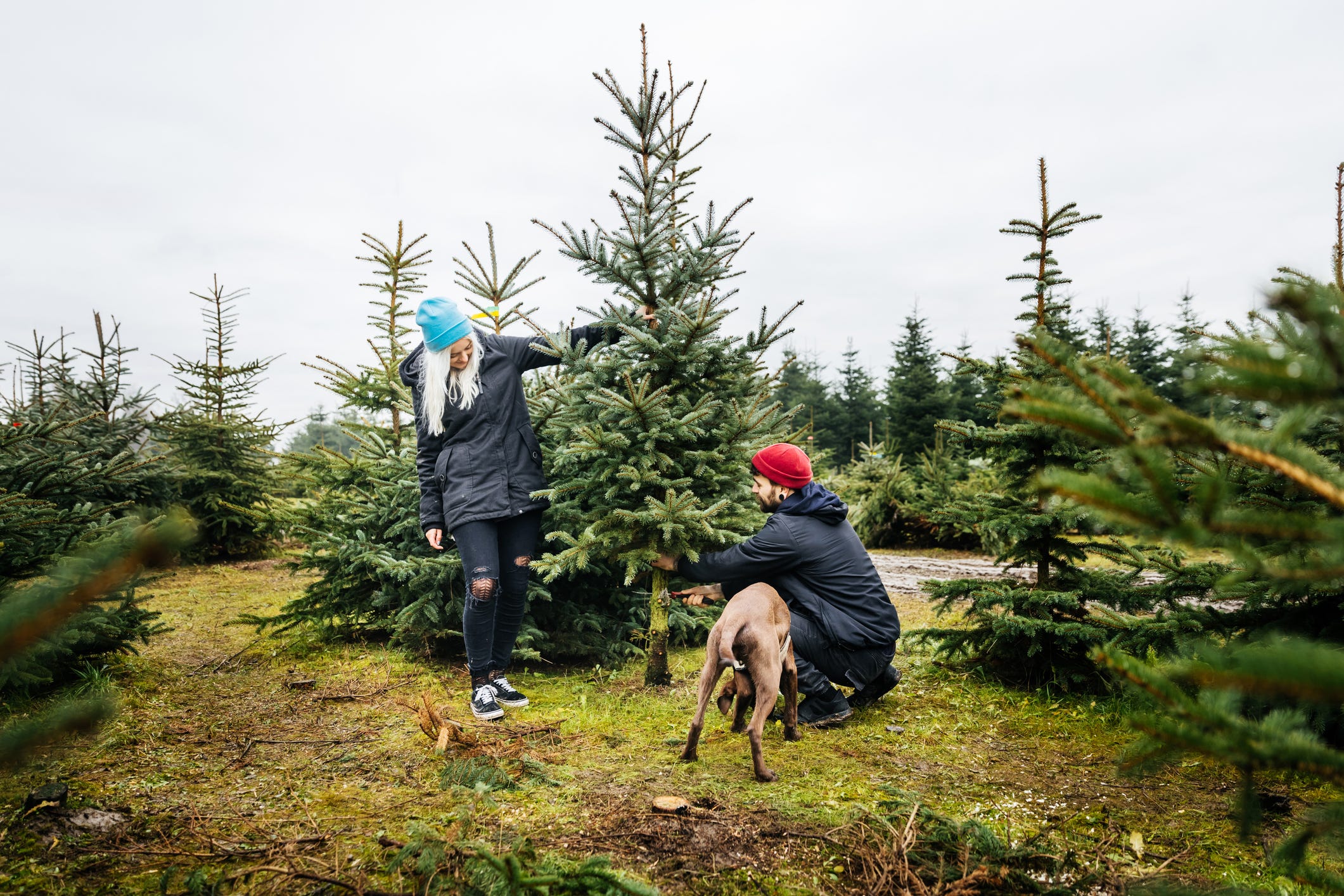 Preparati a pagare fino al 30% in più per il tuo albero di Natale quest'anno: report