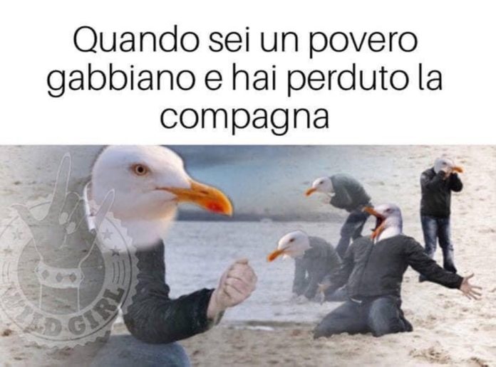 povero gabbiano