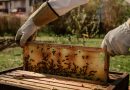 Il miele d'api potrebbe sbloccare la prossima era dell'informatica