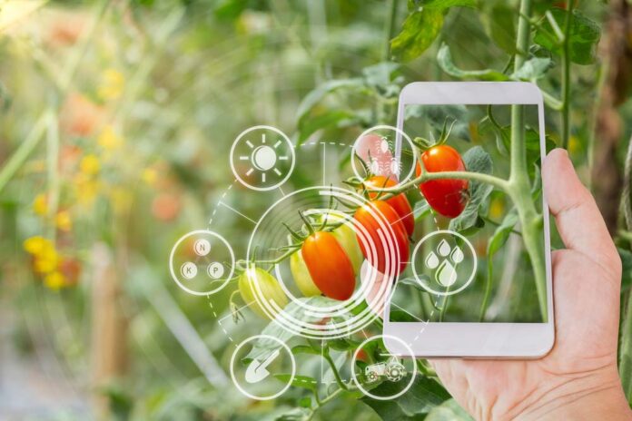 Hand,Using,Mobile,Phone,Inspecting,Red,Cherry,Tomato,Agricultural,Garden